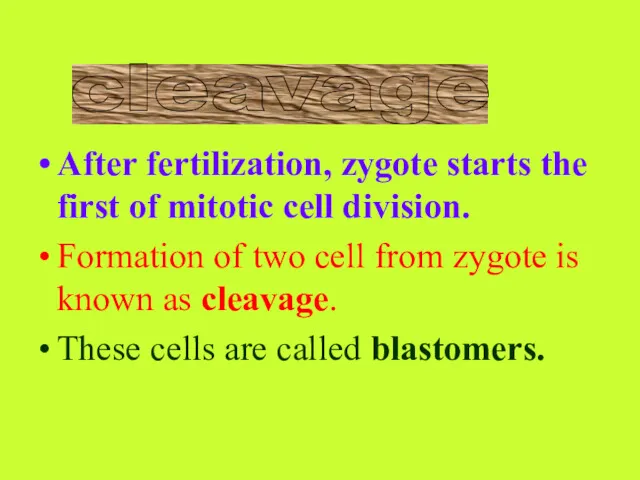 After fertilization, zygote starts the first of mitotic cell division. Formation of two
