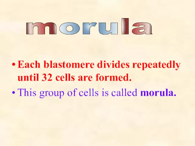Each blastomere divides repeatedly until 32 cells are formed. This group of cells