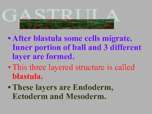 After blastula some cells migrate. Inner portion of ball and 3 different layer