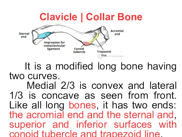 Clavicle | Collar Bone It is a modified long bone