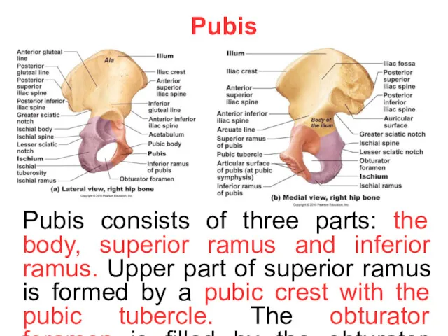 Pubis Pubis consists of three parts: the body, superior ramus