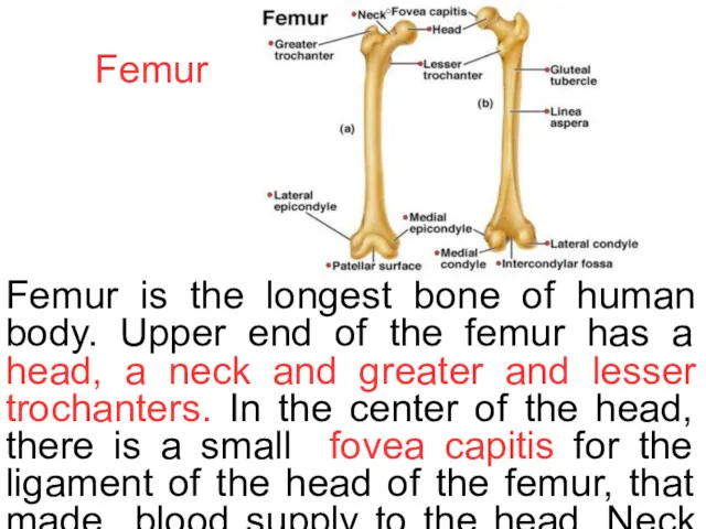 Femur Femur is the longest bone of human body. Upper