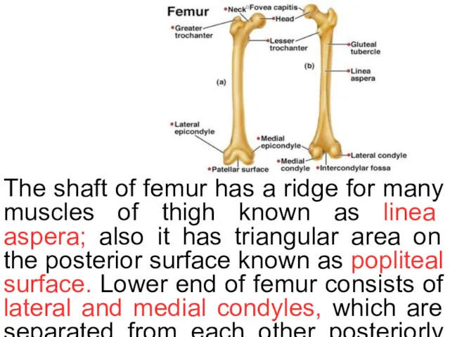 The shaft of femur has a ridge for many muscles