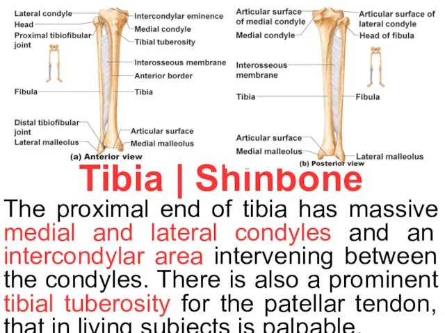 Tibia | Shinbone The proximal end of tibia has massive