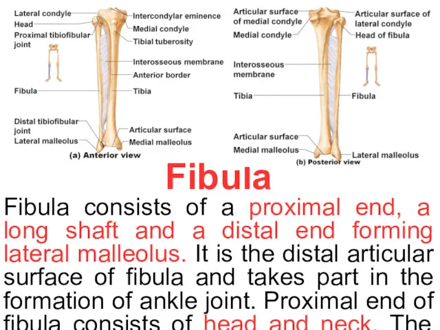 Fibula Fibula consists of a proximal end, a long shaft