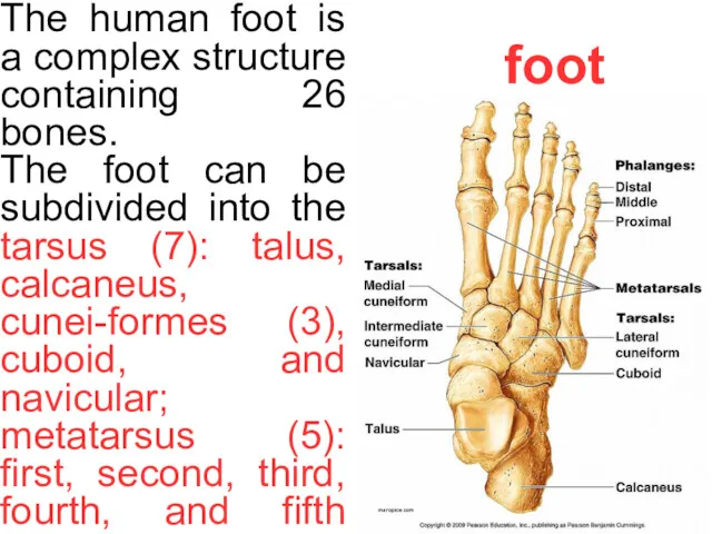 foot The human foot is a complex structure containing 26