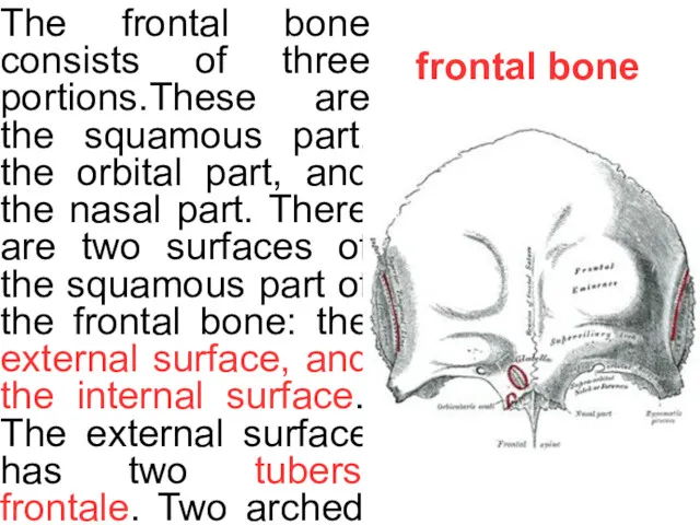 frontal bone The frontal bone consists of three portions.These are