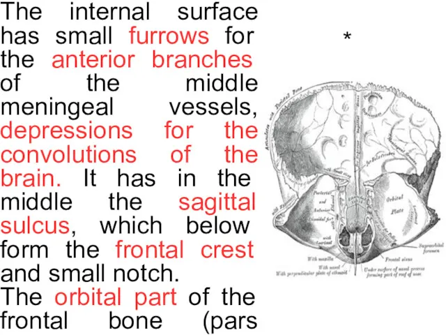 * The internal surface has small furrows for the anterior