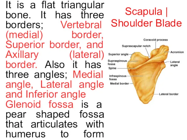 Scapula | Shoulder Blade It is a flat triangular bone.