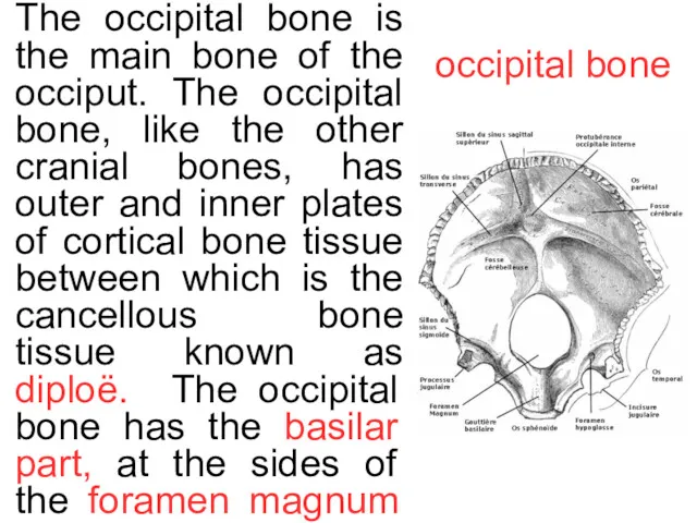 occipital bone The occipital bone is the main bone of