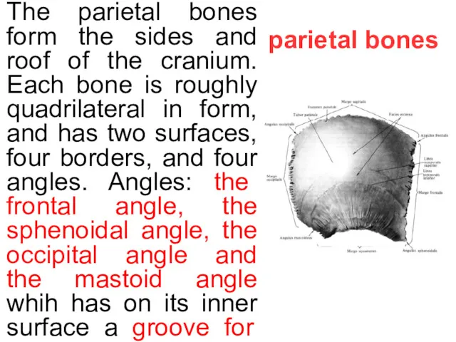parietal bones The parietal bones form the sides and roof