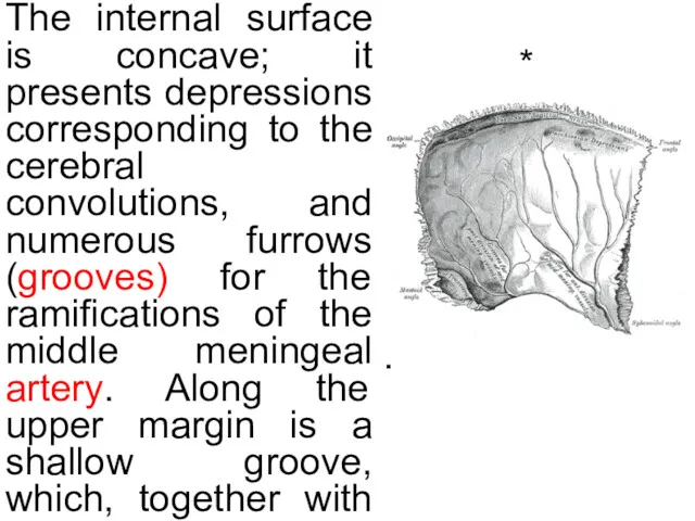 * The internal surface is concave; it presents depressions corresponding