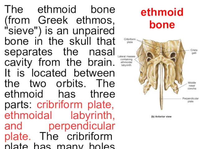 ethmoid bone The ethmoid bone (from Greek ethmos, "sieve") is