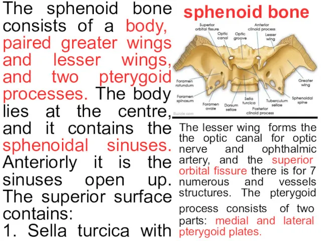 sphenoid bone The sphenoid bone consists of a body, paired