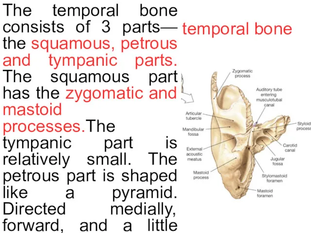 temporal bone The temporal bone consists of 3 parts— the