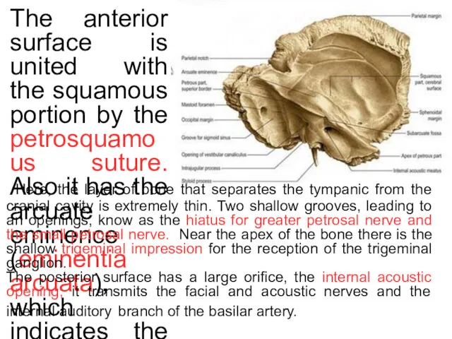 * The anterior surface is united with the squamous portion