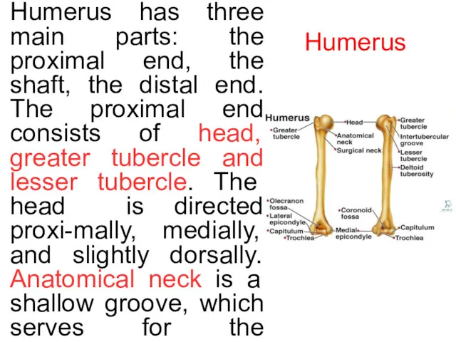 Humerus Humerus has three main parts: the proximal end, the