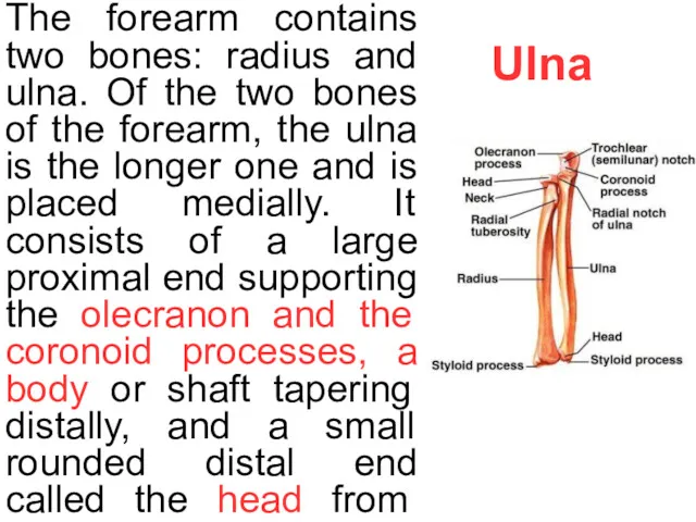 Ulna The forearm contains two bones: radius and ulna. Of