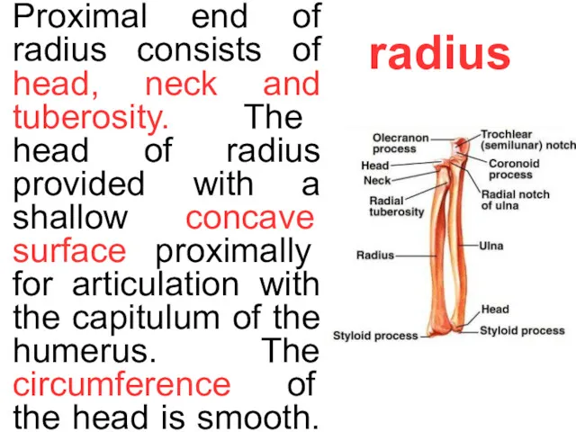 radius Proximal end of radius consists of head, neck and