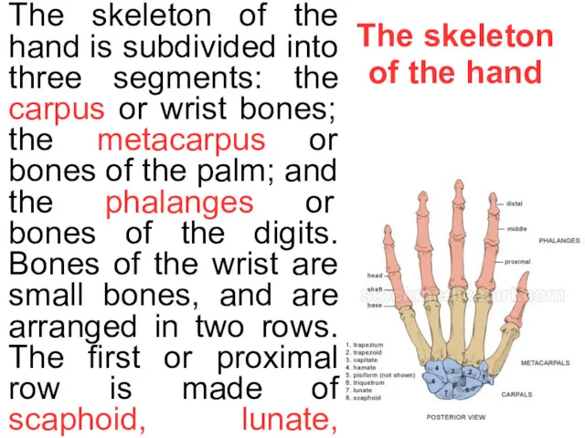 The skeleton of the hand The skeleton of the hand