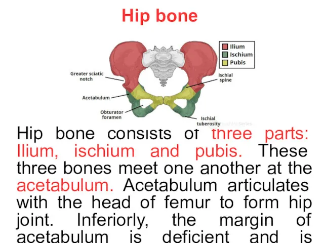 Hip bone Hip bone consists of three parts: Ilium, ischium