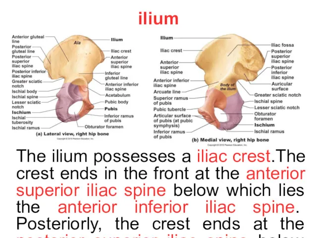 ilium The ilium possesses a iliac crest.The crest ends in