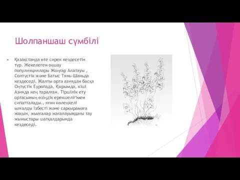 Шолпаншаш сүмбілі Қазақстанда өте сирек кездесетін түр. Жекелеген оқшау популияциялары