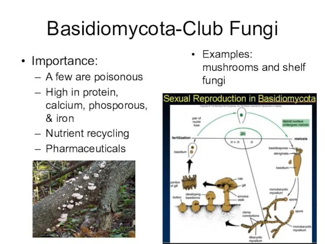 Basidiomycota-Club Fungi Importance: A few are poisonous High in protein,
