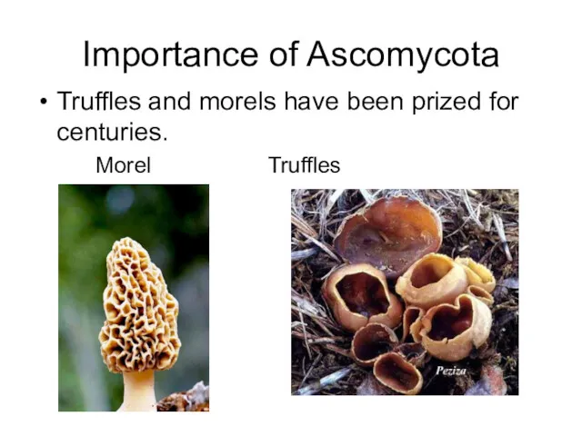 Importance of Ascomycota Truffles and morels have been prized for centuries. Morel Truffles