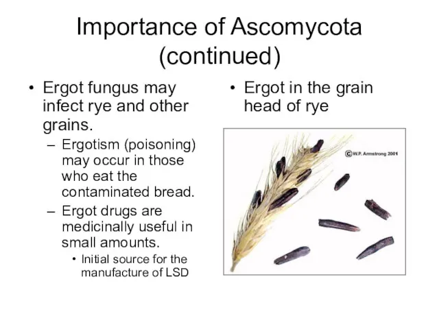 Importance of Ascomycota (continued) Ergot fungus may infect rye and