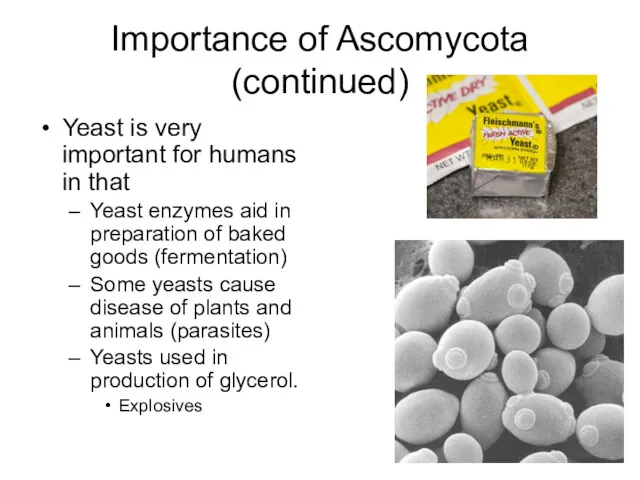 Importance of Ascomycota (continued) Yeast is very important for humans