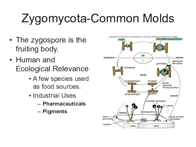 Zygomycota-Common Molds The zygospore is the fruiting body. Human and