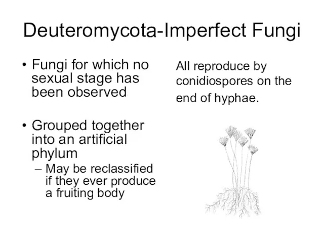 Deuteromycota-Imperfect Fungi Fungi for which no sexual stage has been