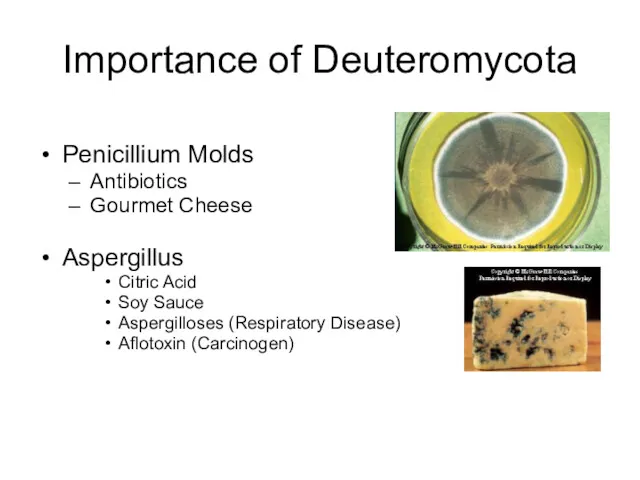 Importance of Deuteromycota Penicillium Molds Antibiotics Gourmet Cheese Aspergillus Citric