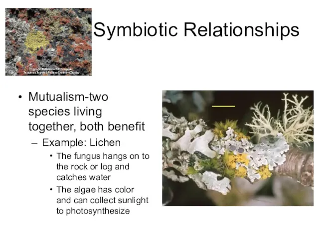 Symbiotic Relationships Mutualism-two species living together, both benefit Example: Lichen
