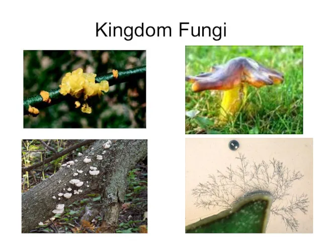 Kingdom Fungi