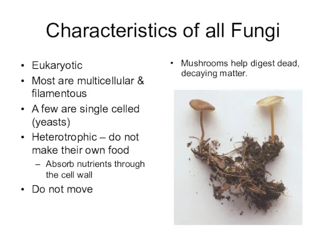 Characteristics of all Fungi Eukaryotic Most are multicellular & filamentous