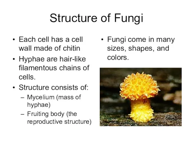 Structure of Fungi Each cell has a cell wall made