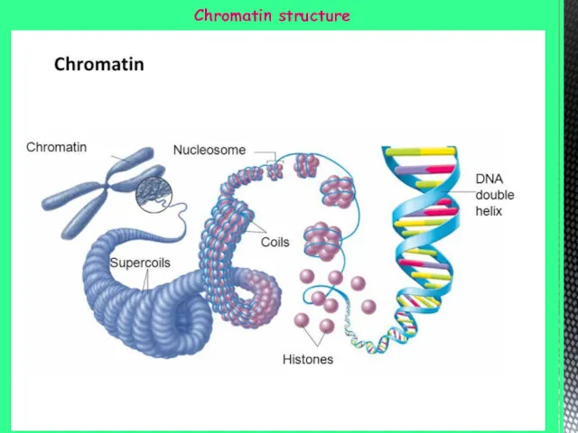 Chromatin structure