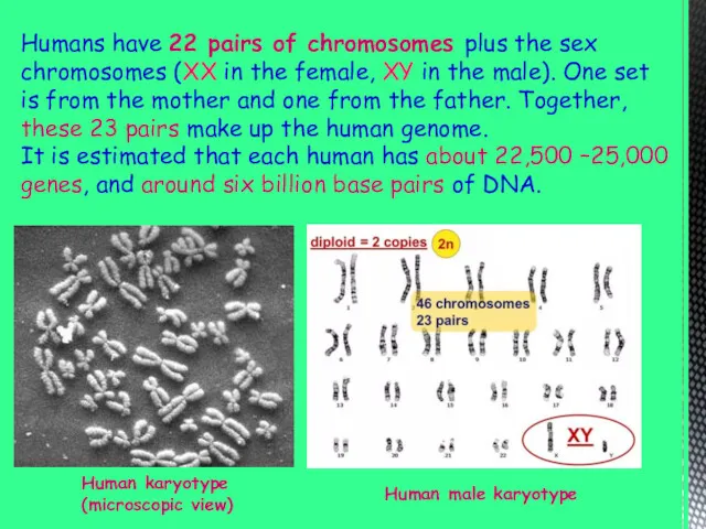 Humans have 22 pairs of chromosomes plus the sex chromosomes