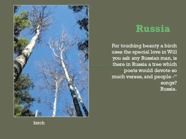 Russia For touching beauty a birch uses the special love