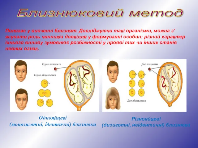 Близнюковий метод Полягає у вивченні близнят. Досліджуючи такі організми, можна