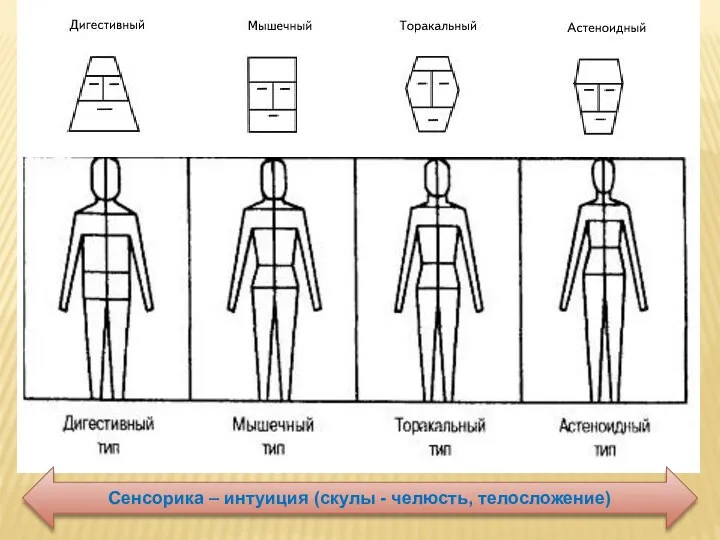 Сенсорика – интуиция (скулы - челюсть, телосложение)