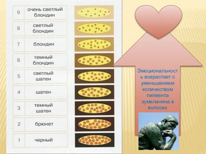 Эмоциональность возрастает с уменьшением количеством пигмента эумеланина в волосах