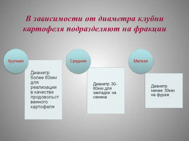 В зависимости от диаметра клубни картофеля подразделяют на фракции