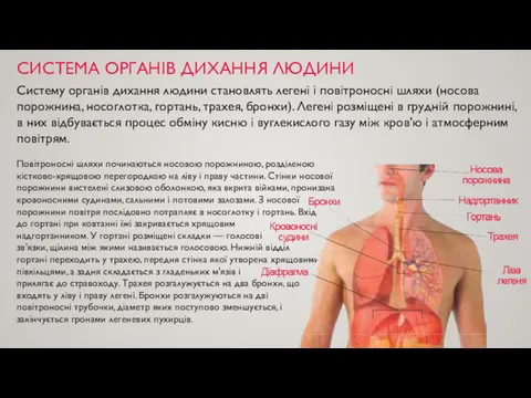 СИСТЕМА ОРГАНІВ ДИХАННЯ ЛЮДИНИ Систему органів дихання людини становлять легені