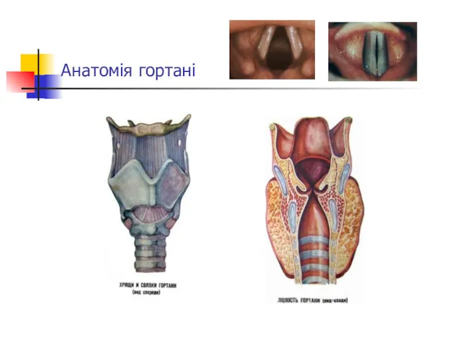 Анатомія гортані