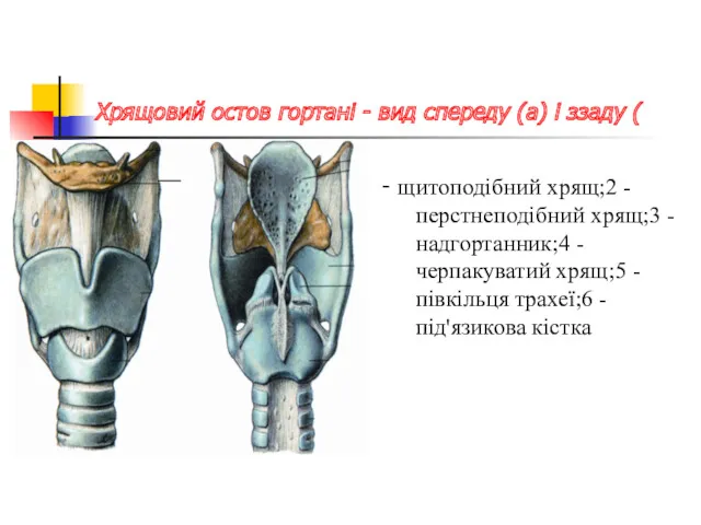 Хрящовий остов гортані - вид спереду (а) і ззаду (