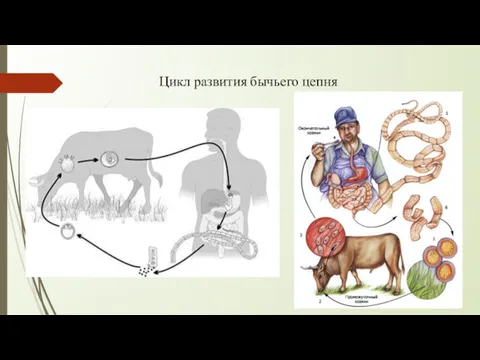 Цикл развития бычьего цепня