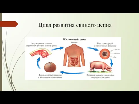 Цикл развития свиного цепня